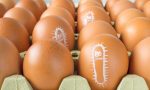 eggs_salmonella_food_illness_food_safety